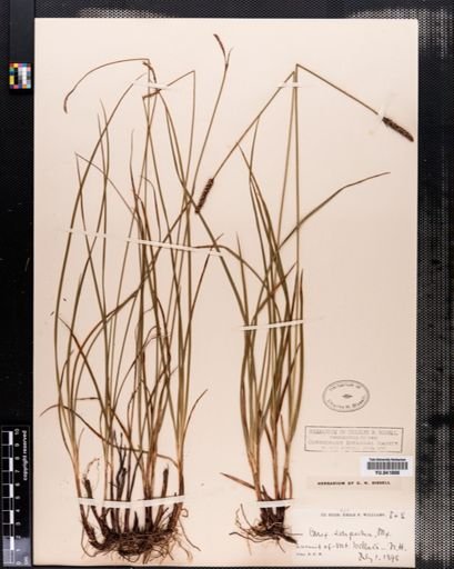 Carex scirpoidea