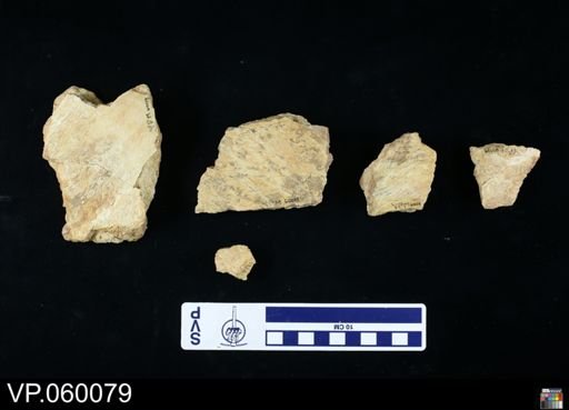 undet. Toxochelyidae