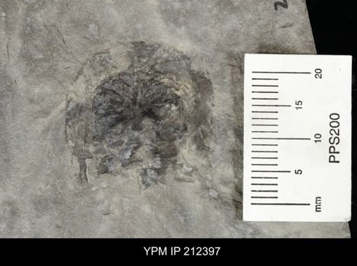 Pseudoniscus sp.