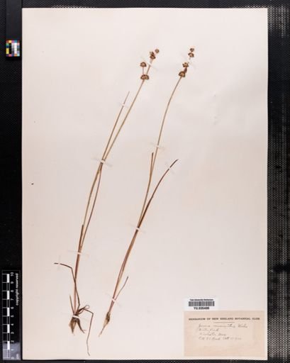 Juncus acuminatus