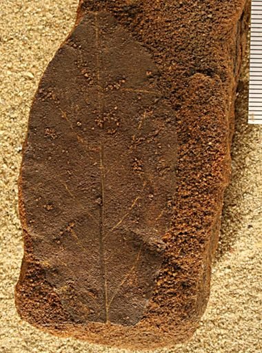 Angiospermopsida