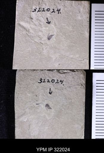 undet. Coleoptera