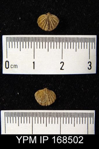 Anoplotheca concava