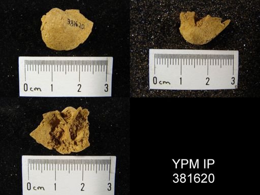 Gypidula coeymanensis