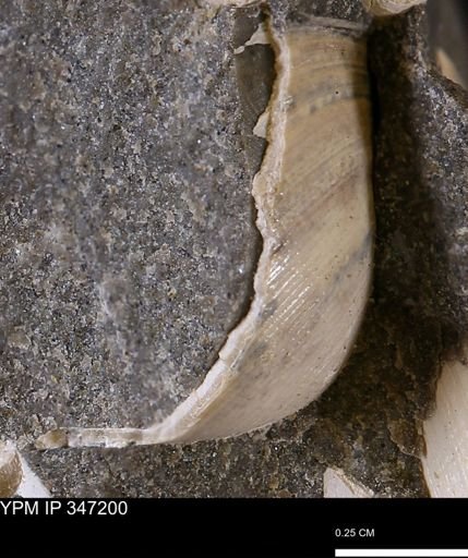 Limopsis striatopunctatus