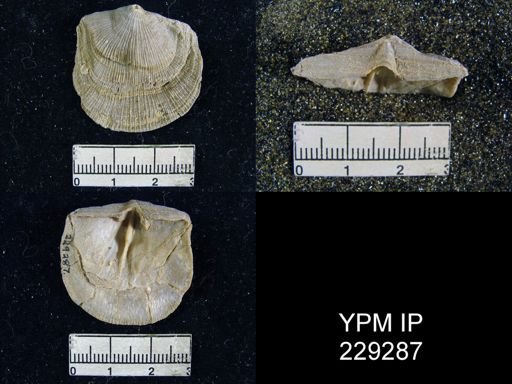 Derbya crassa texana