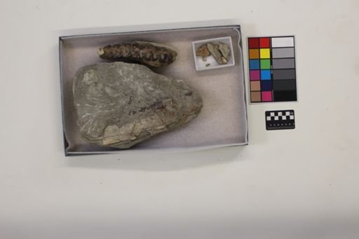 Subhyracodon occidentalis