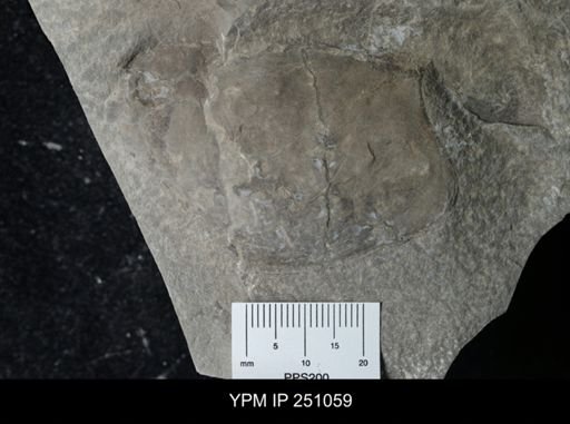 undet. Phyllocarida
