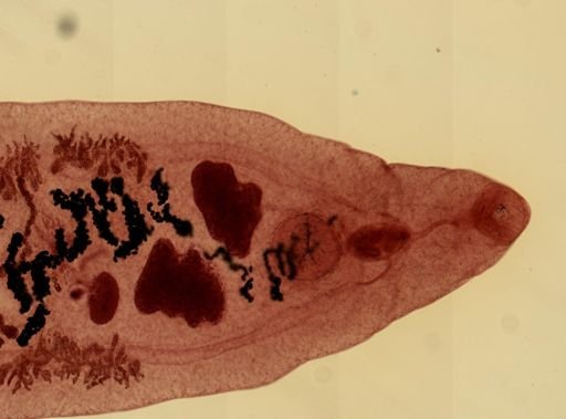 Dicrocoelium dendriticum