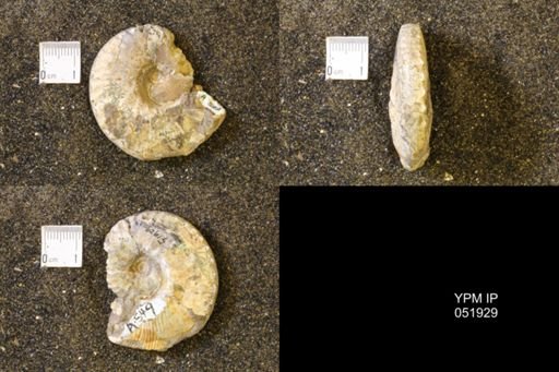 Hoploscaphites comprimus