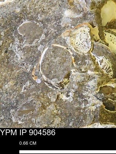 Protocardia sp.