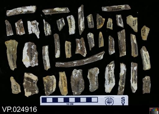Clidastes liodontus