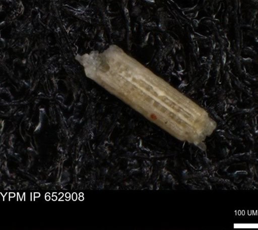 undet. Echinoidea