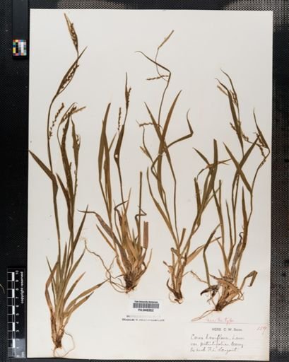 Carex laxiflora