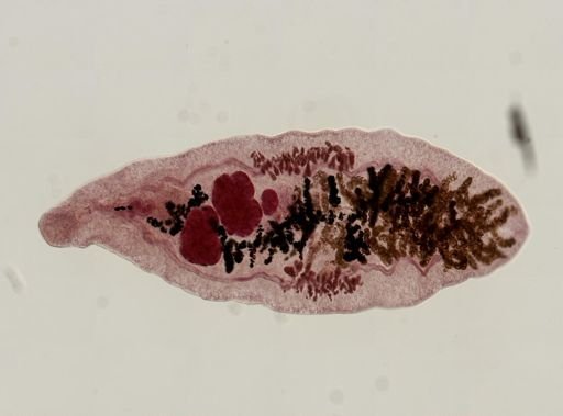Dicrocoelium dendriticum