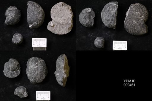 Tropites schellwienei