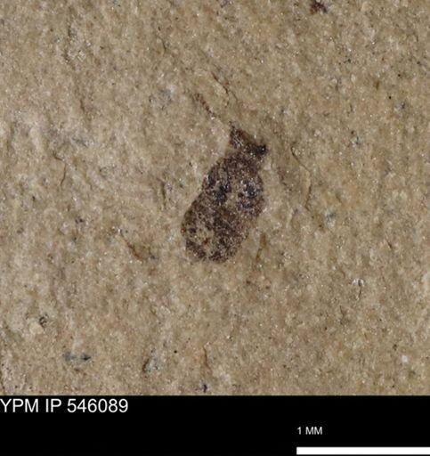 undet. Coleoptera