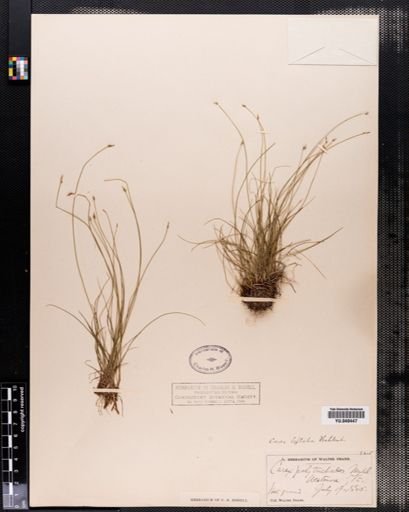 Carex leptalea
