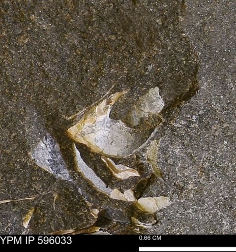 undet. Bivalvia