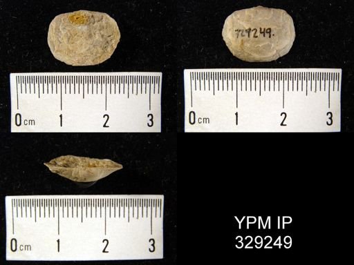 Pholidostrophia iowaensis