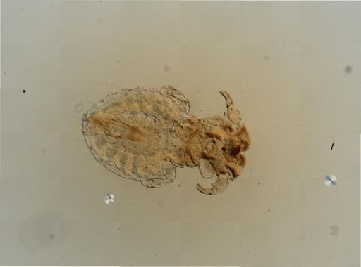 Trichodectes canis