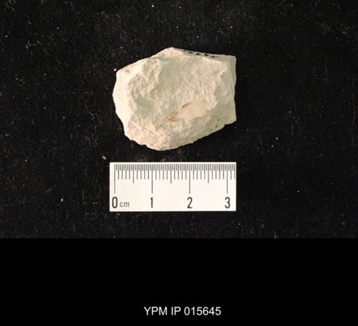 Chelopterum peregrinum