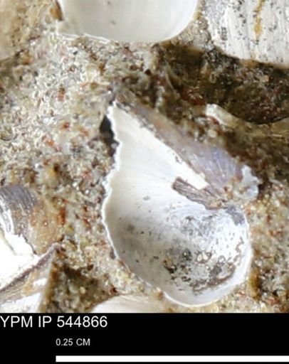 Corbulamella gregaria
