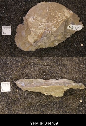Sphenodiscus lenticularis