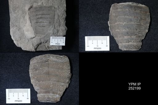 Eurypterus sp.