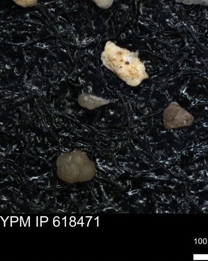 Heterohelicidae?