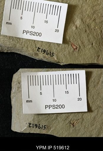 undet. Eocrinoidea