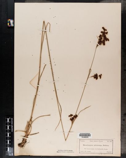 Rhynchospora
