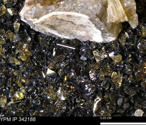undet. Bivalvia