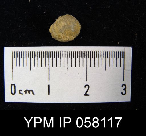 Nucleospira ventricosa