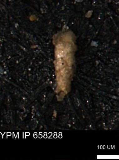 Verneuilinoides kansasensis
