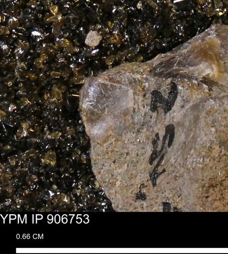 undet. Mollusca
