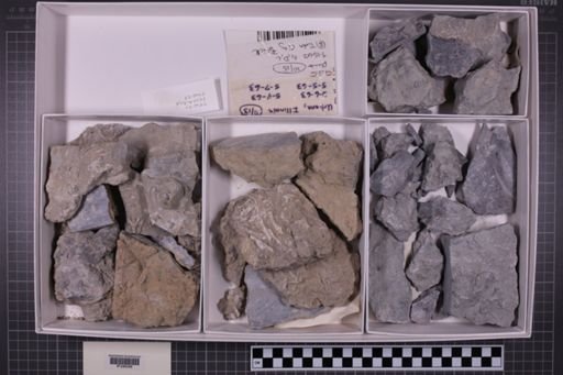 mixed taxa, stratigraphic collection