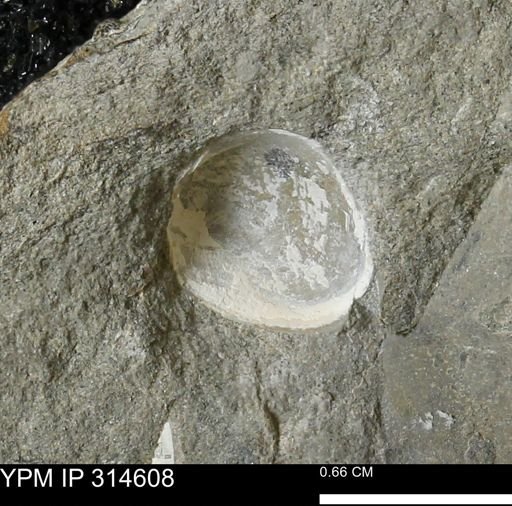 undet. Bivalvia