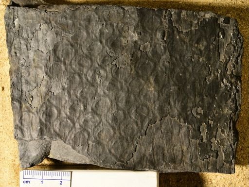 Lepidodendron sp.
