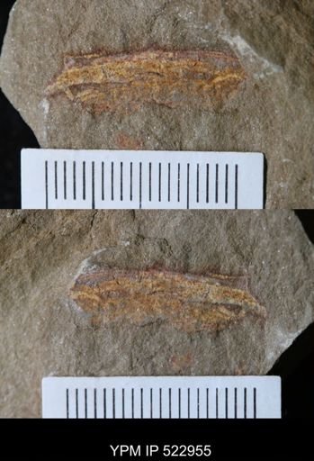undet. Annelida