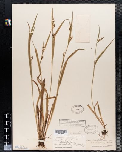 Carex laxiflora