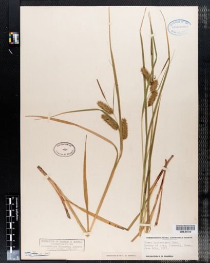 Carex hystericina