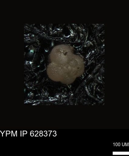 undet. Foraminiferida
