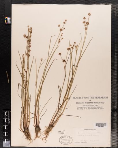 Juncus