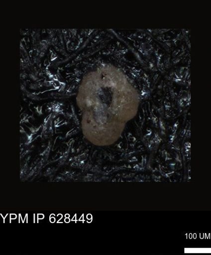 undet. Foraminiferida
