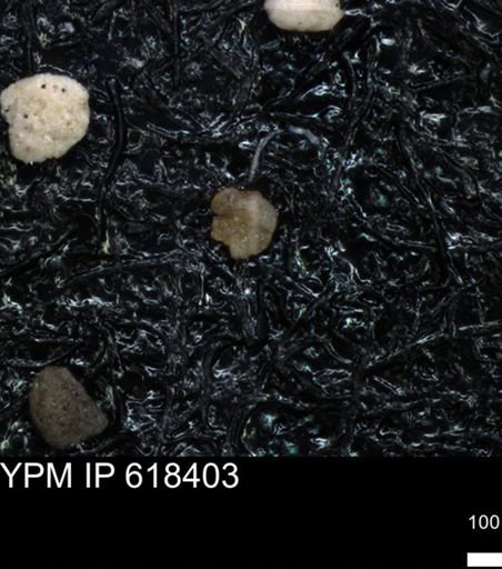 undet. Foraminiferida