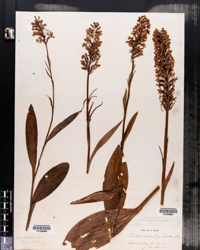 Habenaria