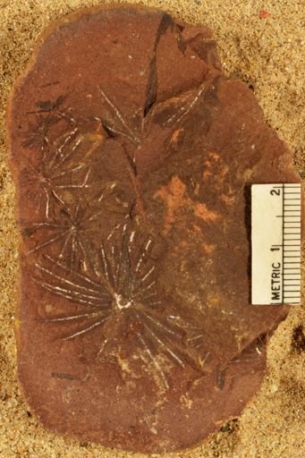 Annularia