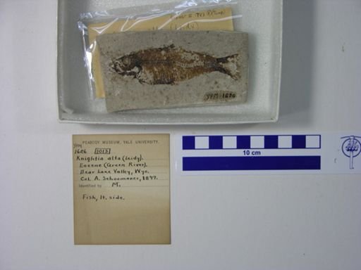 Knightia alta