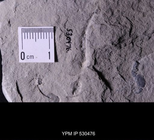 Castericystis vali